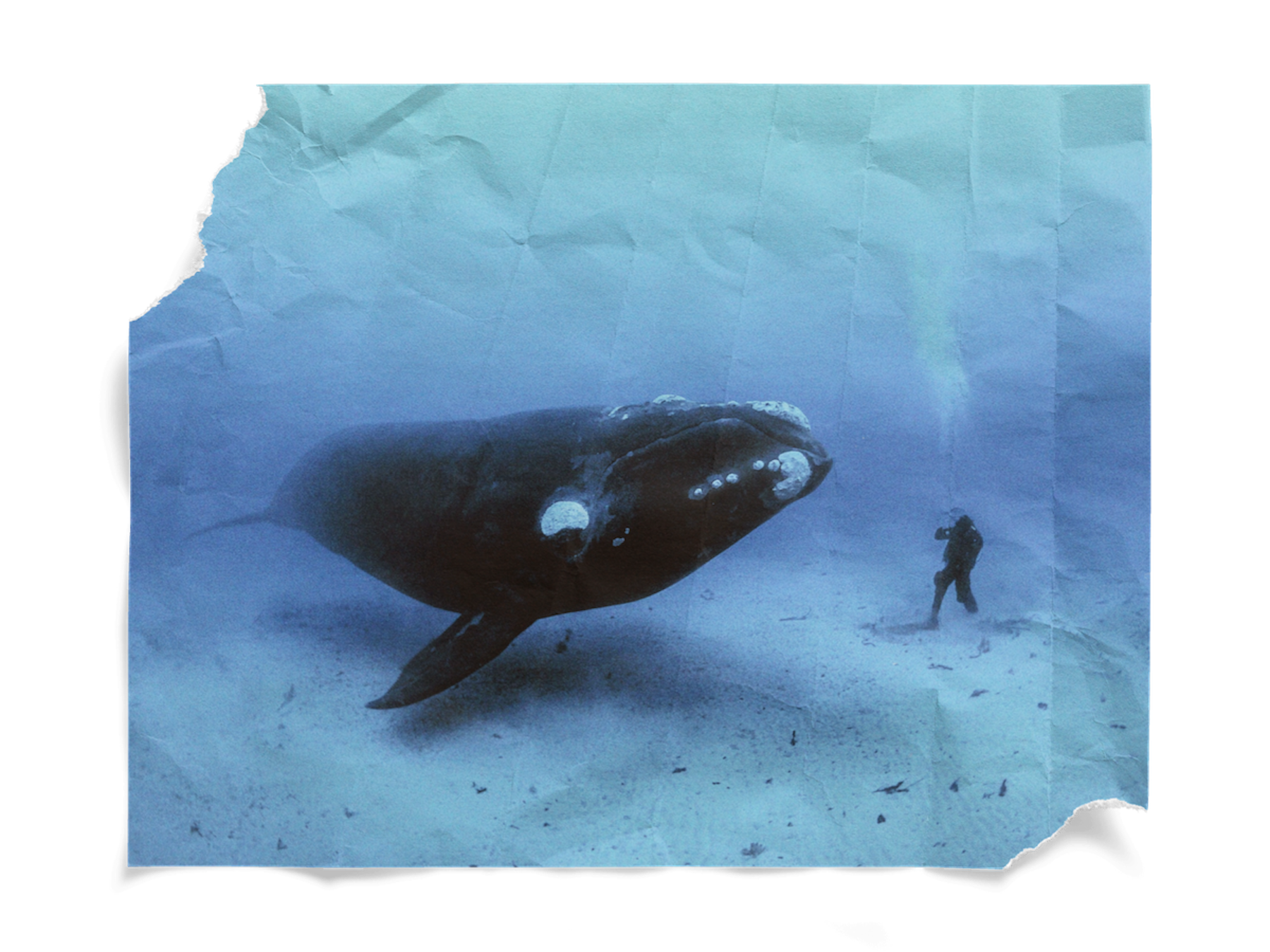 A southern right whale encounters a diver on the sandy sea bottom off the Auckland Islands, New Zealand.